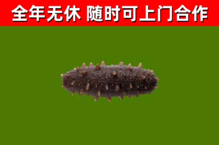 梅州烟酒回收干海参.jpg